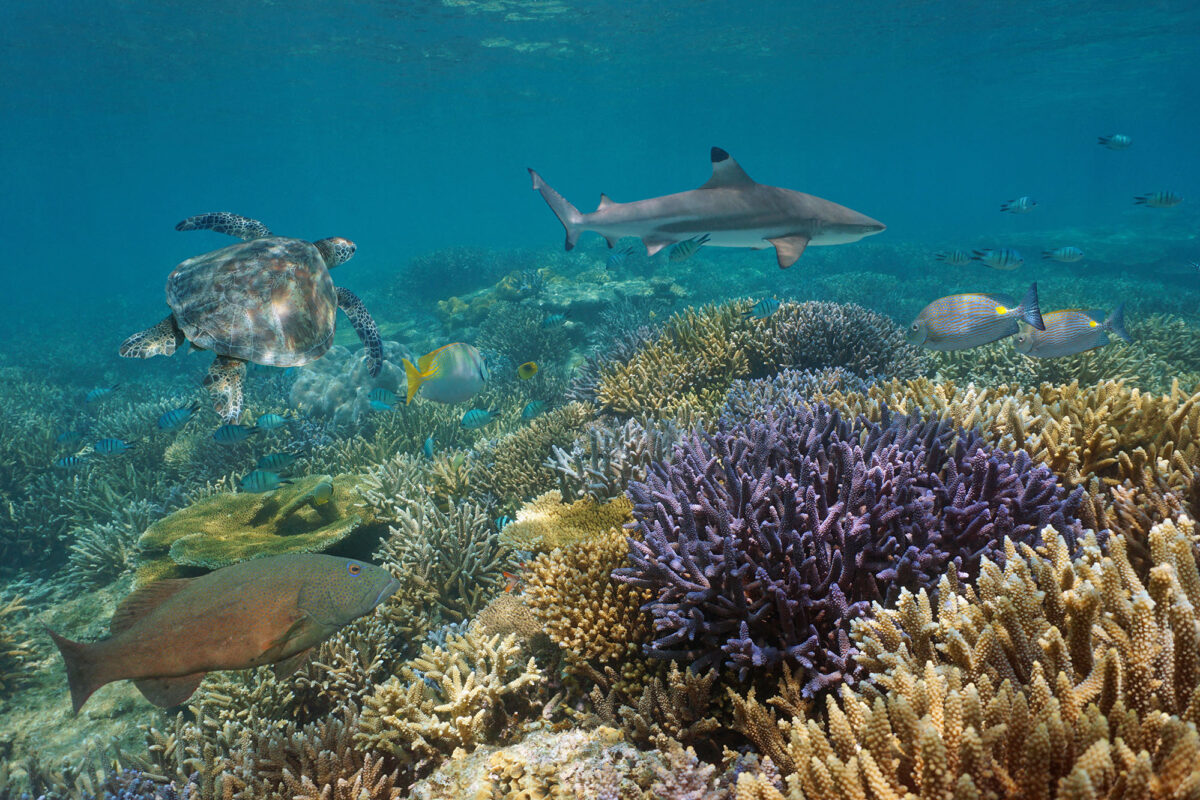 Sea turtle and shark swimming over reef with fish