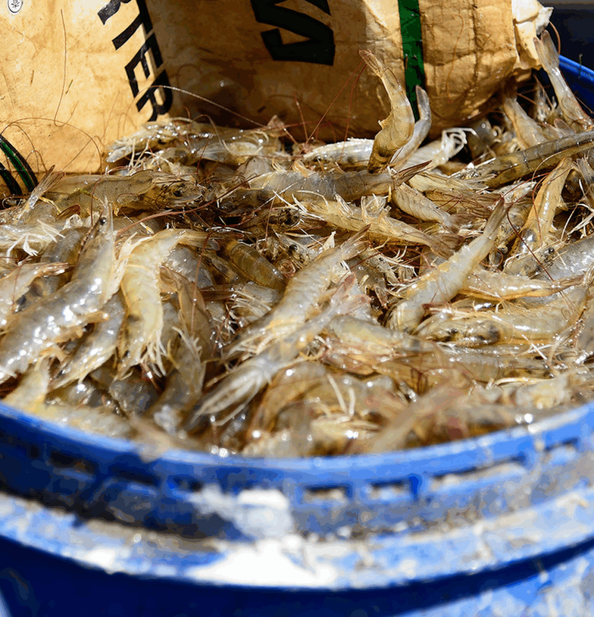 Mexican Shrimp