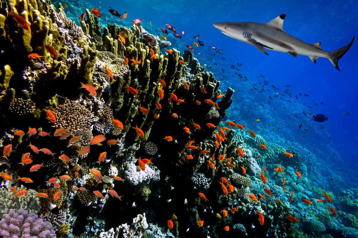 small shark cruises a reef populated by a school of small red fish