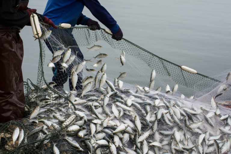 two men with net full of lively fish
