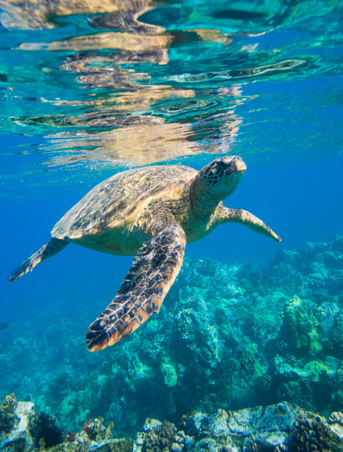 Protección de las tortugas marinas