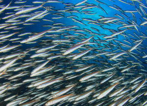 huge school of small but exuberant fish ... a bait ball