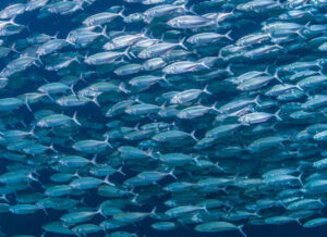bait ball in the shape of an enormous fish