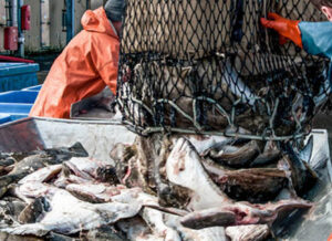 two people prepping fish for market - it doesn't look like the smell is too bad