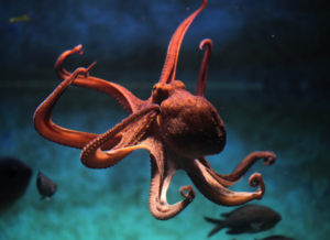 Global Octopus SR