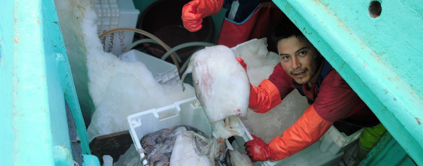 Importantes avances en la conservación y gestión del calamar gigante del Pacífico