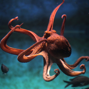 https://sustainablefish.org/wp-content/uploads/2021/09/RS1433_shutterstock_291282713-lpr-aspect-ratio-300-300.jpg