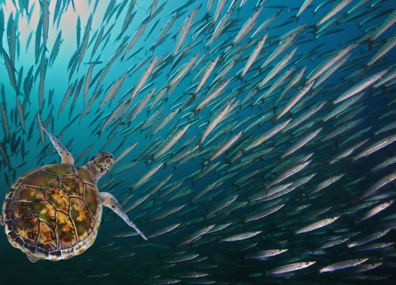 Protección de la fauna oceánica