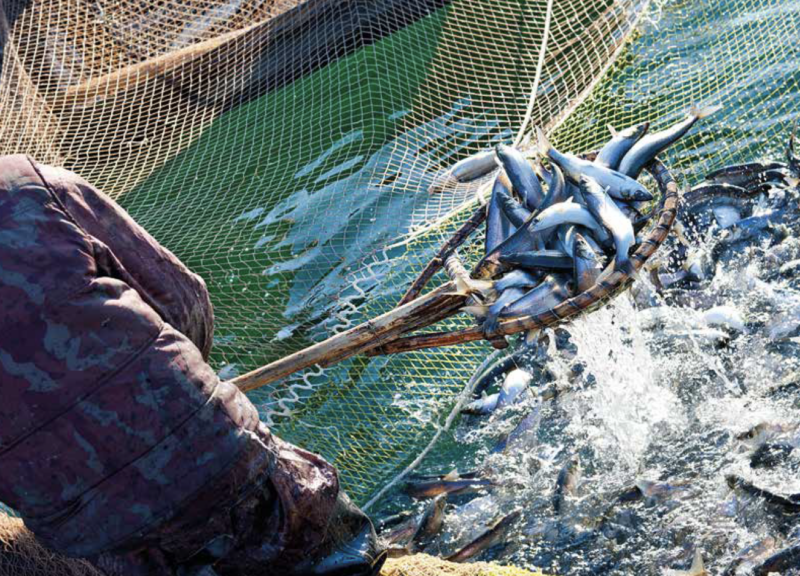 Pescado fresco capturado con una red de arrastre manual