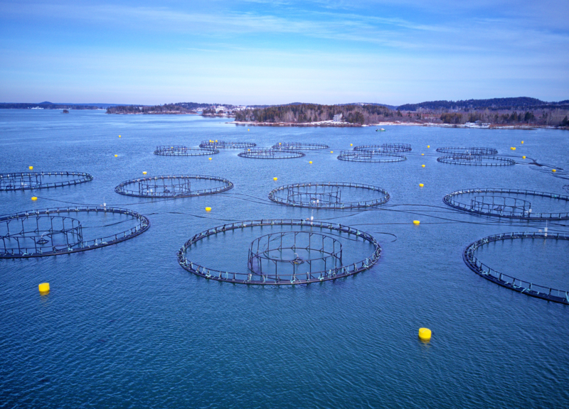 持続可能な水産養殖の推進