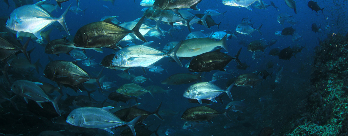 Una ciencia y una gestión sólidas mejoran el estado de las poblaciones de peces