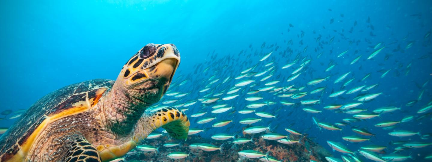 sea turtle and school of fish