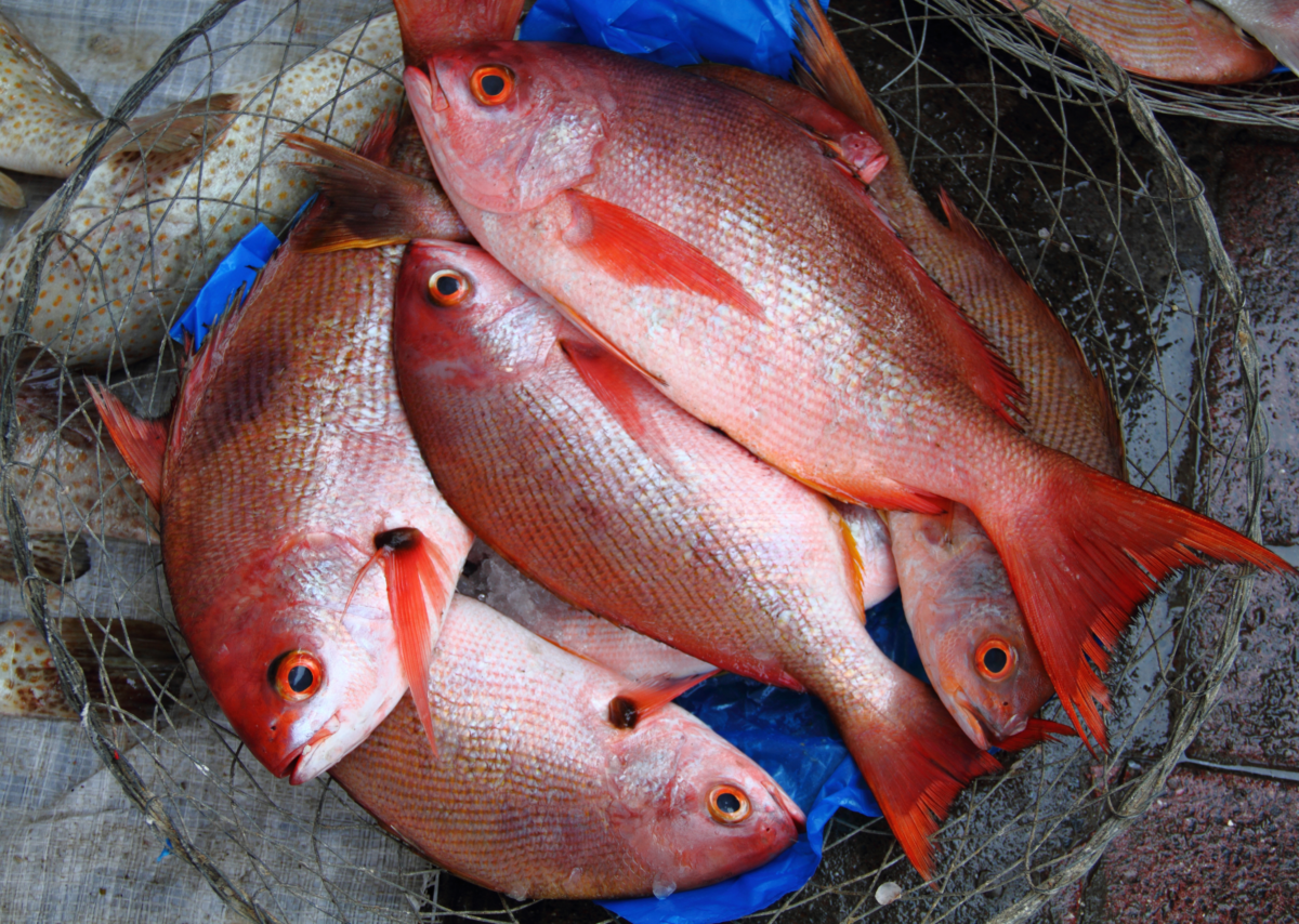 Pargo rojo