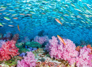 colorful underwater flora and fauna