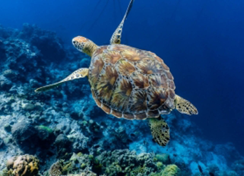 decidida tortuga marina nadando hacia las profundidades