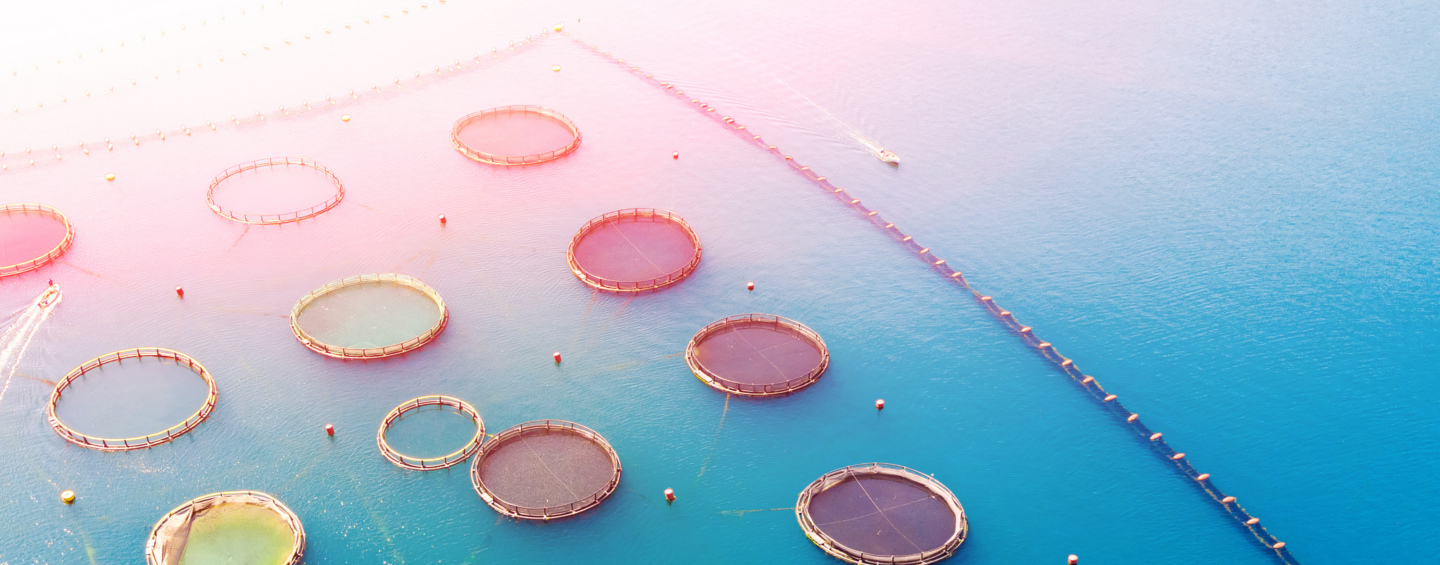 Aerial shot of aquaculture pens