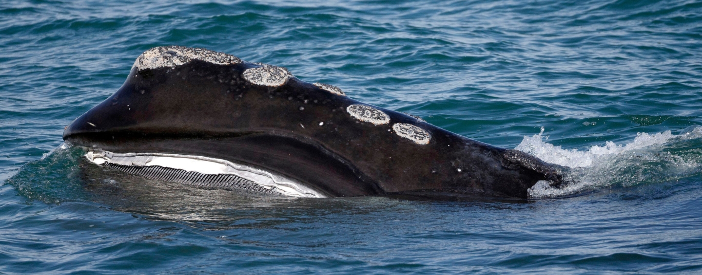 NA right whale