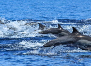 Delfines saltando en la superficie del océano