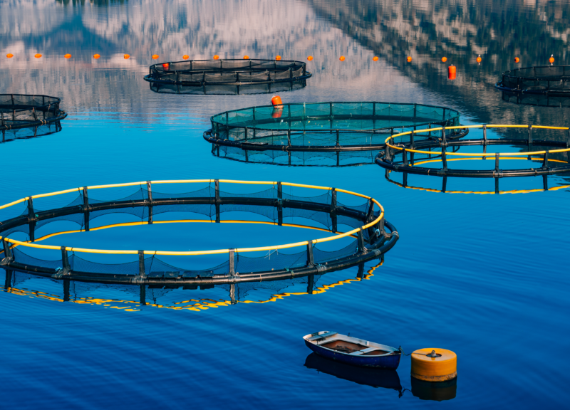 Aquaculture pens on blue ocean with mountains in background