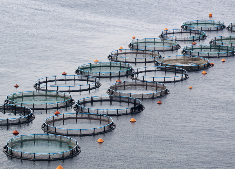 Aquaculture pens from above on a gray ocean