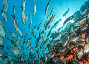 Fish swimming underwater