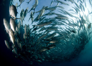 Big eye trevally school swimming in circle