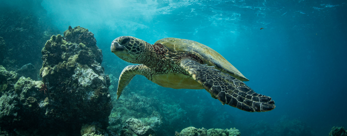 Green sea turtle swimming above reef