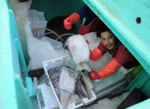 ジャンボホタルイカを手にする男性