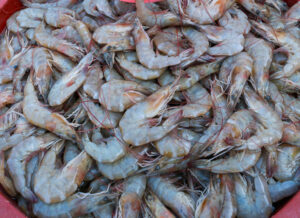 Mexican shrimp