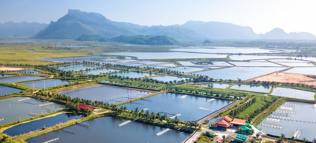 タイのエビ養殖の空撮映像