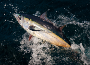 Tuna swimming in dark ocean