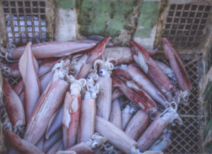 Calamares en caja