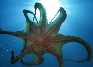 Pulpo fotografiado debajo en el agua
