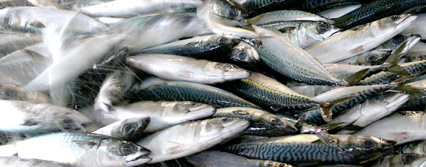 SFP Calls on Retailers and Suppliers to Launch Northeast Atlantic Mackerel FIP