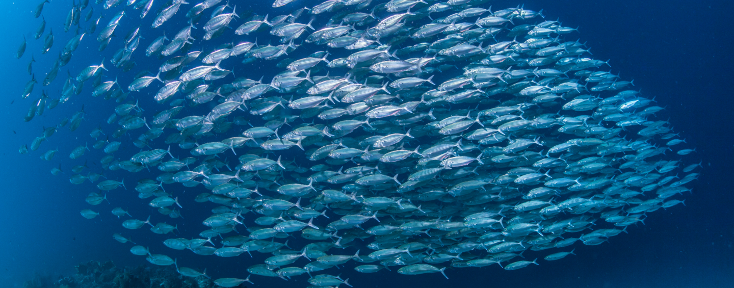School of mackerel swimming underwater