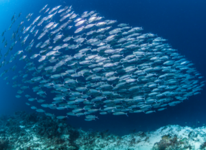 School of mackerel swimming underwater