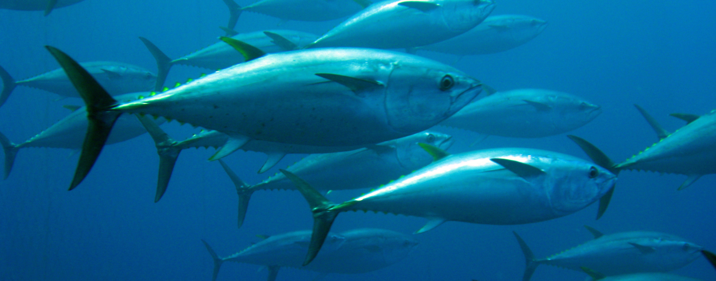 School of tuna swimming underwater