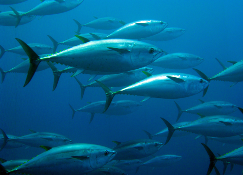 School of tuna swimming underwater