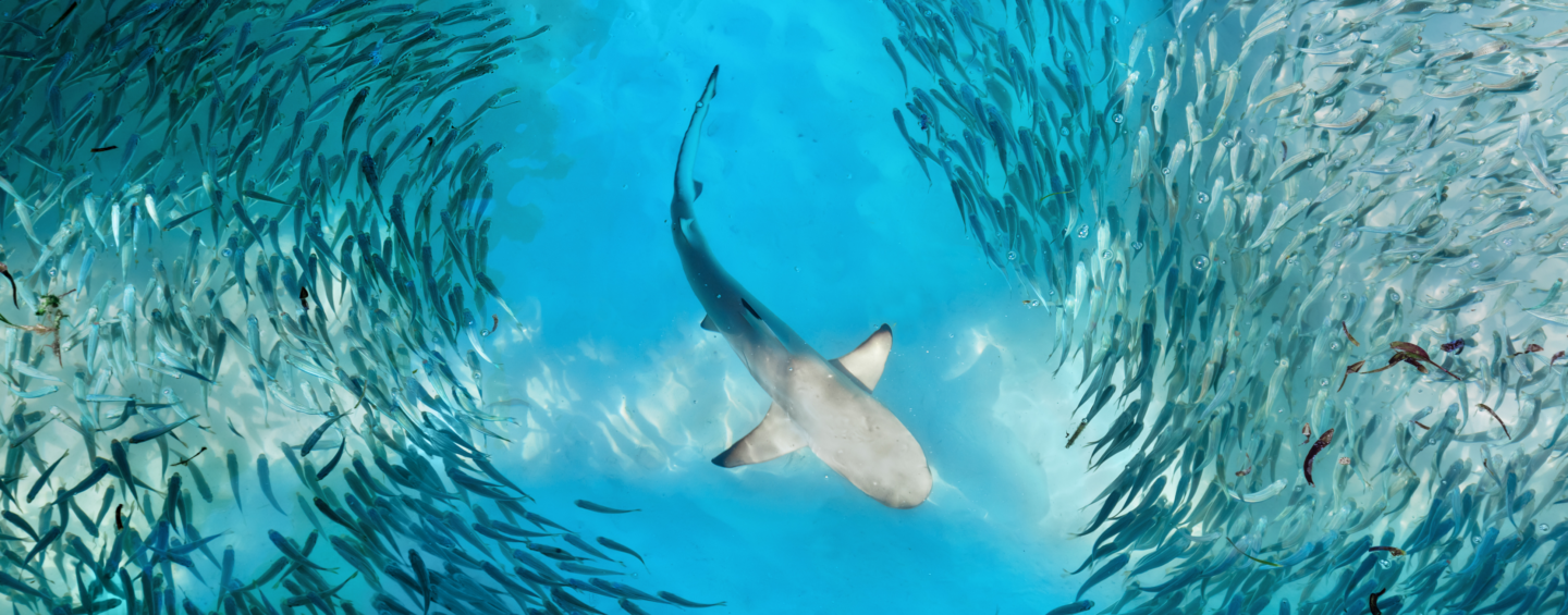 Tiburón nadando en medio de un banco de peces