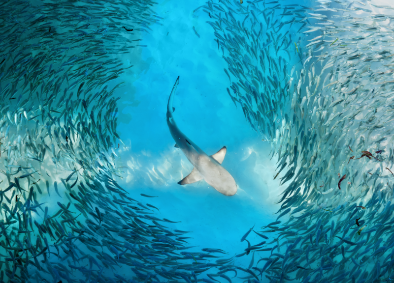 Tiburón nadando en medio de un banco de peces