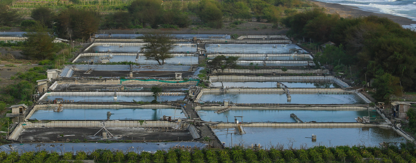 Shrimp pond in Indonesia