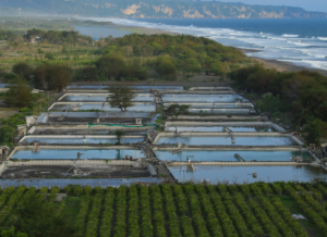インドネシアのえび養殖池