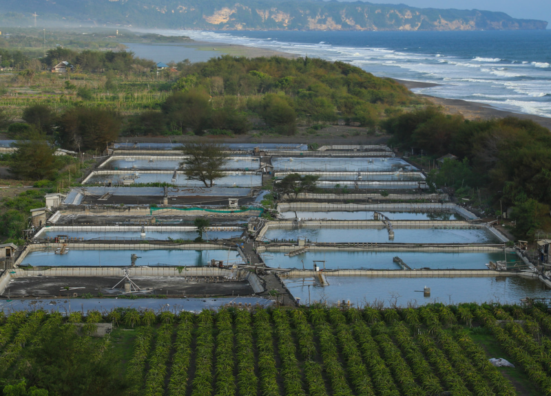 Estanque de cultivo de camarón en Indonesia