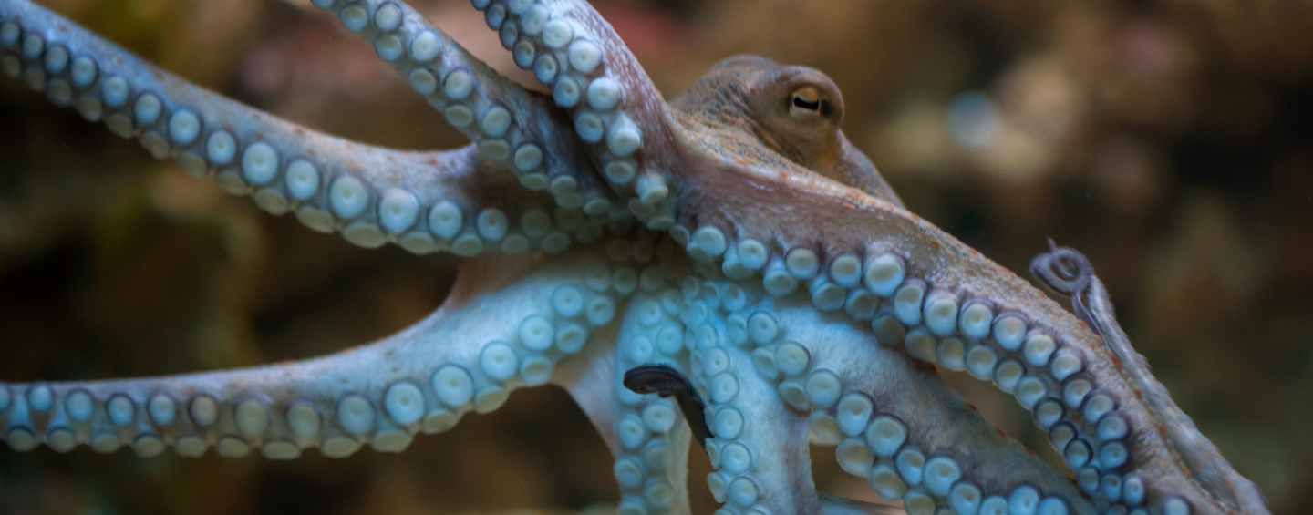 Octopus swimming in the ocean