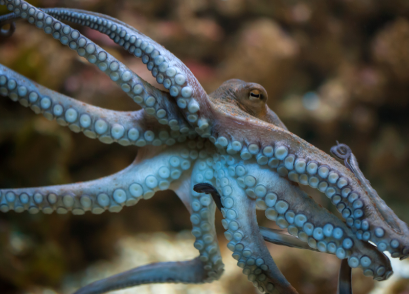 Octopus swimming in the ocean