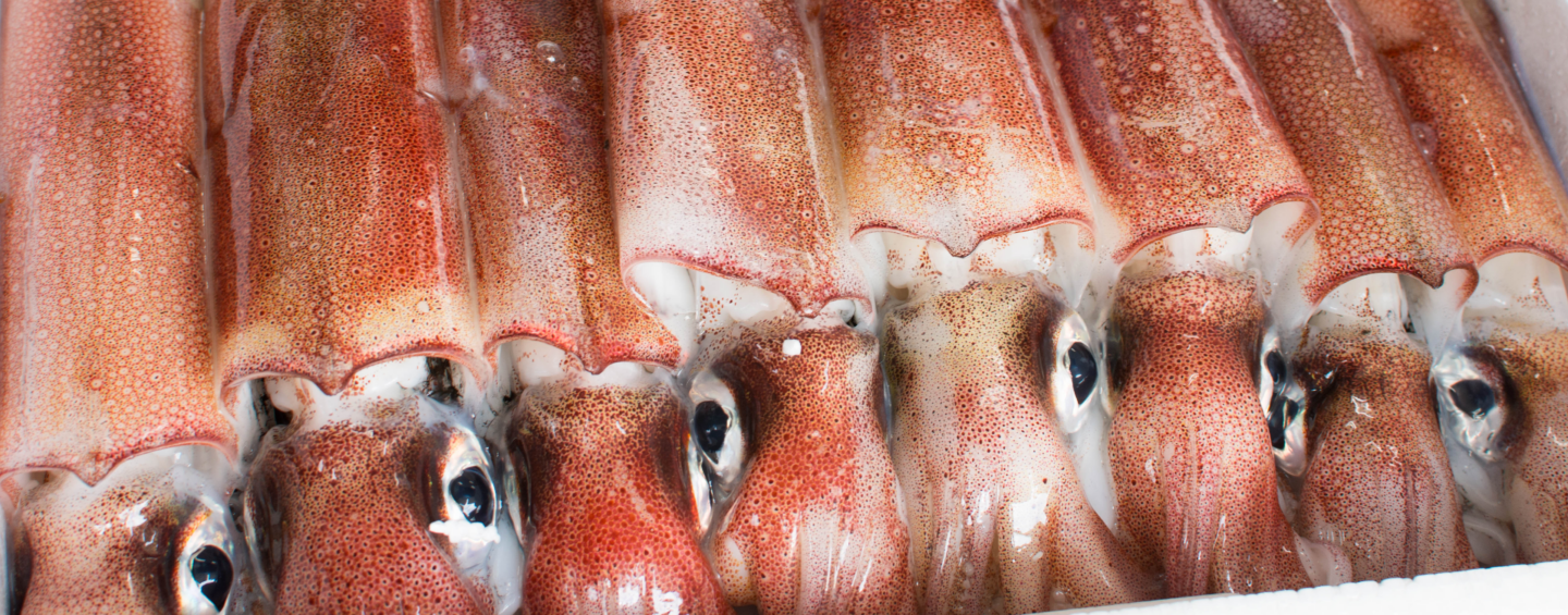 Line of squid.