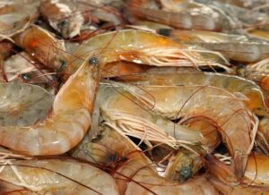 Gulf of Mexico brown shrimp