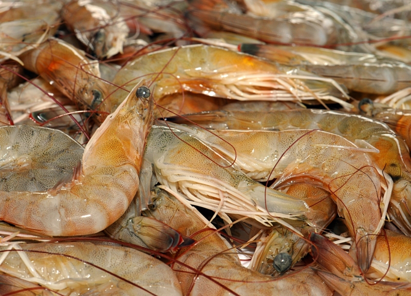 Gulf of Mexico brown shrimp
