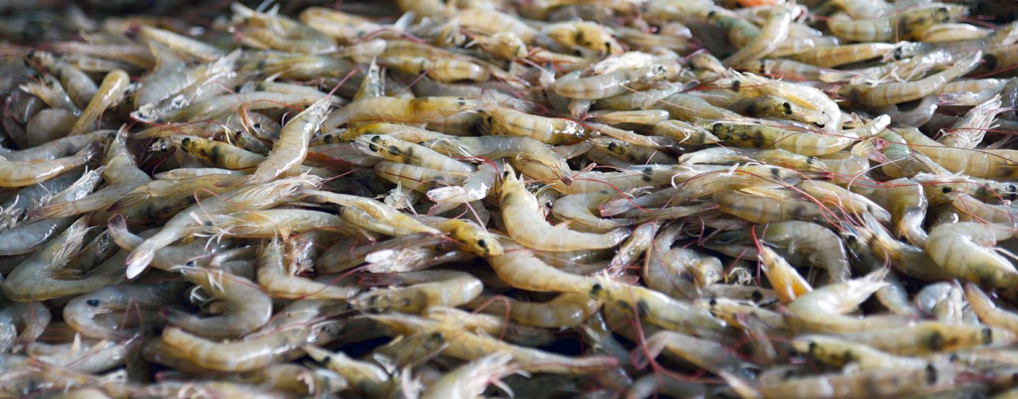 Working with farmers to monitor shrimp health in Thailand