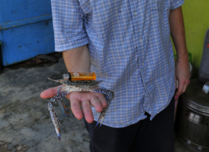 Brad holding a blue swimming crab